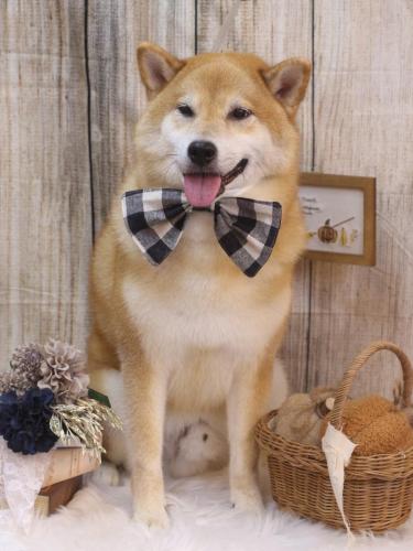 20241018こまくん